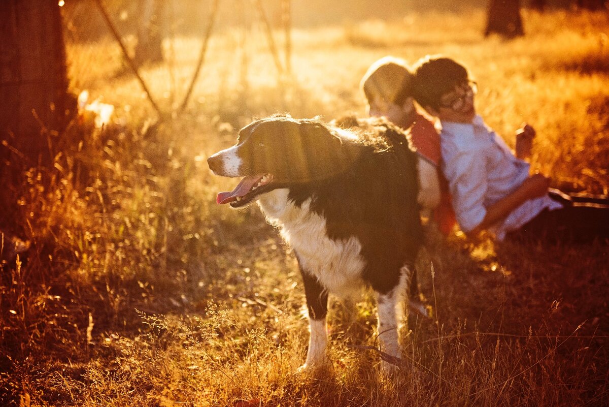 Indirekte Sonne im Wald mit einem Hund im Vordergrund und Kindern im Hintergrund.